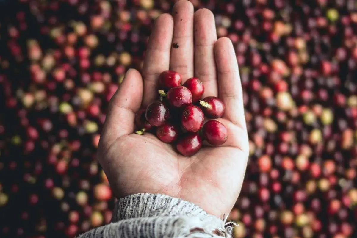 Hand mit Kaffeekirschen