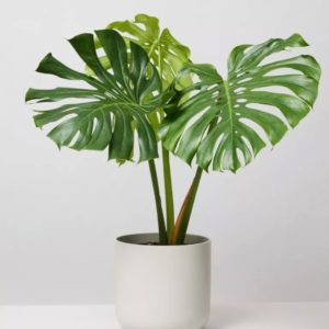 Flamingo Flower
