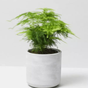 Cret Plant